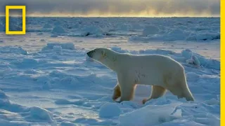 Wildlife with Bertie Gregory: The Big Freeze | National Geographic