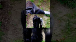 Giant Gorilla Must See!!!! I Best Animals 2021