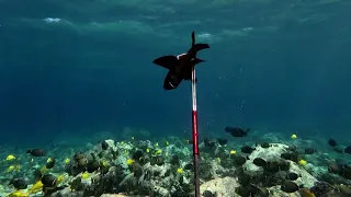 Spearfishing the Shallows - 3-Prong Session - Maikoiko Mission - Big Island of Hawaii