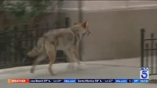 2 coyotes killed after child attacked in Huntington Beach