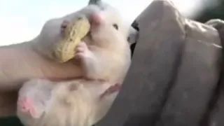 Hamster gets shot out of a cannon