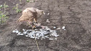 Ястреб тетеревятник ест голубя