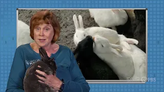 Rabbits | April Topic