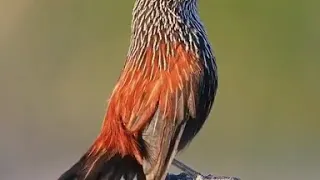 Красивый голос птичка