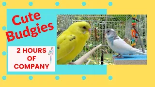 Most POPULAR---2 HOURS Budgie Sounds for Lonely Parakeets--Lemon and Lola