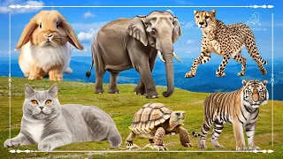 Amazing Familiar Animals Playing Sound: Rabbit, Tiger, Elephant, Cheetah & Cat - Animal Moments