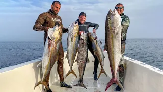 Spearfishing Dubai wrecks for Amberjack & Kingfish 🇦🇪 UAE is EPIC!