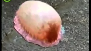 Coke explodes strange animal in japan