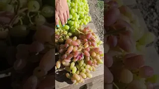 23 августа уборка винограда @Krasokhina