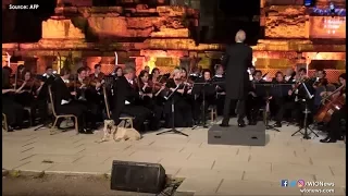 Turkish dog's virtuoso solo steals hearts at classical concert