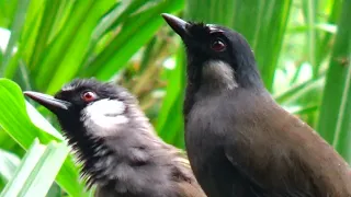 Đã Đến Ngày Kiểm Tra Thành Quả Của Cặp Chim Khướu Nuôi Thả Rông Làm Tổ Ngoài Tự Nhiên.