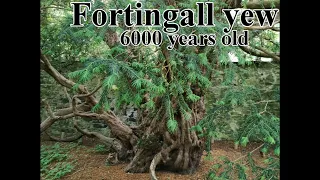 The Fortingall Yew Tree