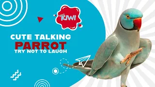Funny Talking Kiwi The Parrot Compilation