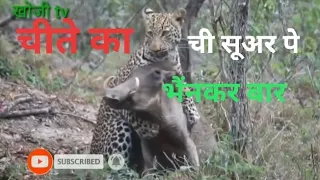 Fight to the death...Leopard vs Warthog     in the in the beautiful video and animals खुश tv