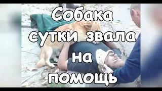 Почти сутки собака звала на помощь и спасла своего хозяина | Актуально