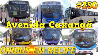 #250 Avenida Caxangá , ao lado do Ti CDU  /  viaduto da BR Movimentação de ônibus do Recife .