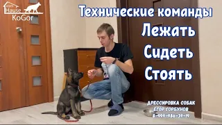 Команды "сидеть", "лежать" и "стоять". Комплекс технических команд