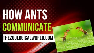 How ants communicate, How ants communicate each other, How ants communicate clearly