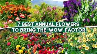7 Best Annual Flowers and Plants to Bring the 'Wow' Factor 🌻✨🌹