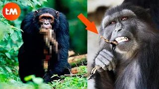 10 Animal SPECIES That Eat Their BABIES 😰