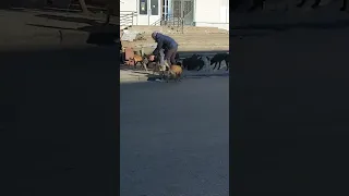 В с.Бургунка собаки теж хочуть їсти