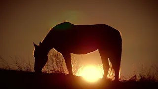 Jej koń tonął w błocie i nie mógł się wydostać. Jego pani starała się go uratować 3 godziny!