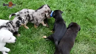 Catahoula Leopard Hybrid Puppies