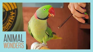 Training Our Alexandrine Parakeet