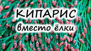 Кипарис – условия выращивания: полив, подкормка, пересадка, зимовка