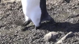 King Penguin feet walking in mud - closeup - Salisbury Plain, South Georgia