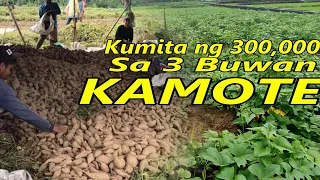 KAMOTE Farming:Paano Magtanim at Mag-ani?Magkano Kikitain? #kamotefarm #kumikitangkabuhayan #bukid
