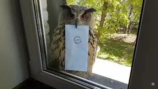 The Whole Truth About Owls Bringing Letters