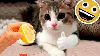 💝 Коты 2023 смешные котики 💝Приколы с котами до слез. Я СМЕЯЛСЯ ПОЛЧАСА 💝 Funny cats 2022-2023 |