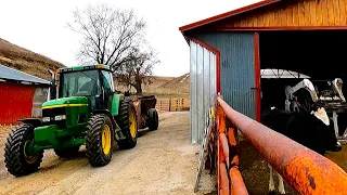 Raising Cows! Life On a Small Dairy Farm! (Day One and Two)