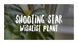 Wish List Plant Unboxing