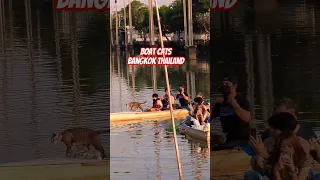 #cat #catlover #bangkok #thailand  #shorts #travel #exploring #boats #water #canal #streetscene