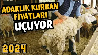 ADAKLIK KURBAN FİYATLARI 2024 | Kurbanlık Koyun, Keçi ve Koç Ne Kadar | Hayvan Pazarı