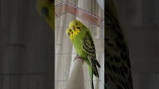 This will make your budgies happy | Budgie Singing, Budgie Sounds