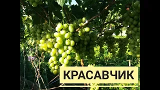 КРАСАВЧИК