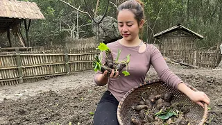 FULL VIDEO: How to make probiotics from cassava roots, garden taro, care for livestock on the farm