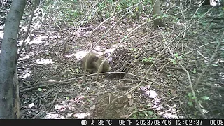 Rough-and-tumble Play-fighting of Four Pups in Daytime | Japanese Badger Sett Diary #103