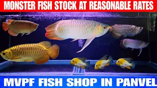 Exotic And Monster Fish Stock In Reasonable Rates | At Mvpf Fish Shop In Panvel