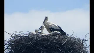 Сколько птенцов в гнезде аиста. How many nestlings in the stork's nest