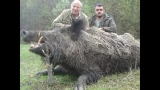 Biggest Wild Boar Hunting New - Giant Wild Boar In The World