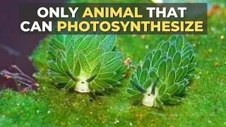 Leaf Sheep | Only animal that can photosynthesize !