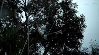 Layout on the Flying Trapeze