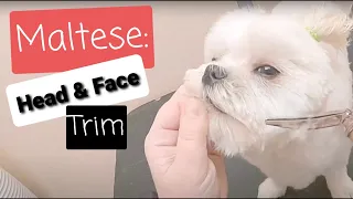 Maltese: Trimming head & face