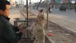 Чинайцы убивают и мучают животных