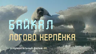 Wildlife of Russia. Eastern Siberia. Baikal. Protected islands. Baikal seal. 4K