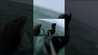 Elephant Seal attack!